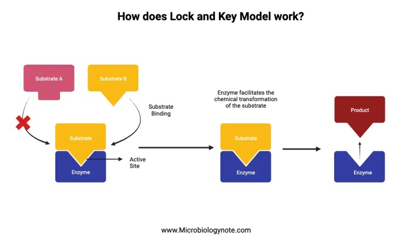 The Lock and Key Model: How It Shapes Security, Access, and Control