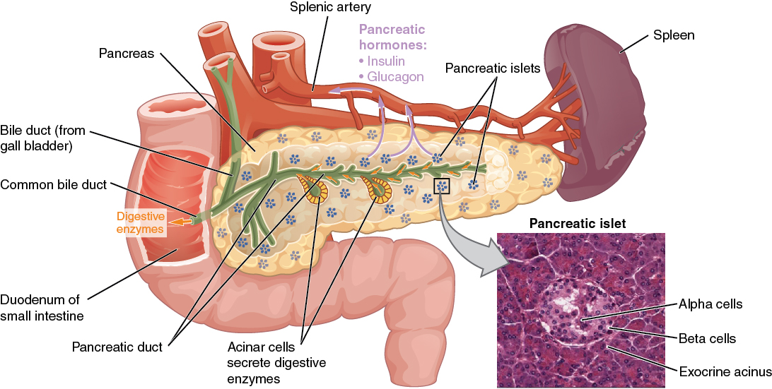 Diagram of the pancreas with the anatomical structure labelled.