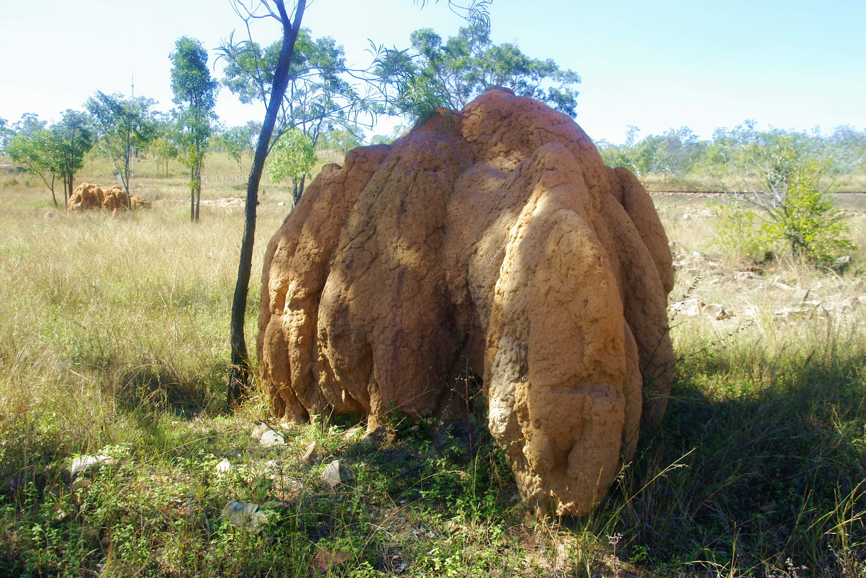 Termite mound