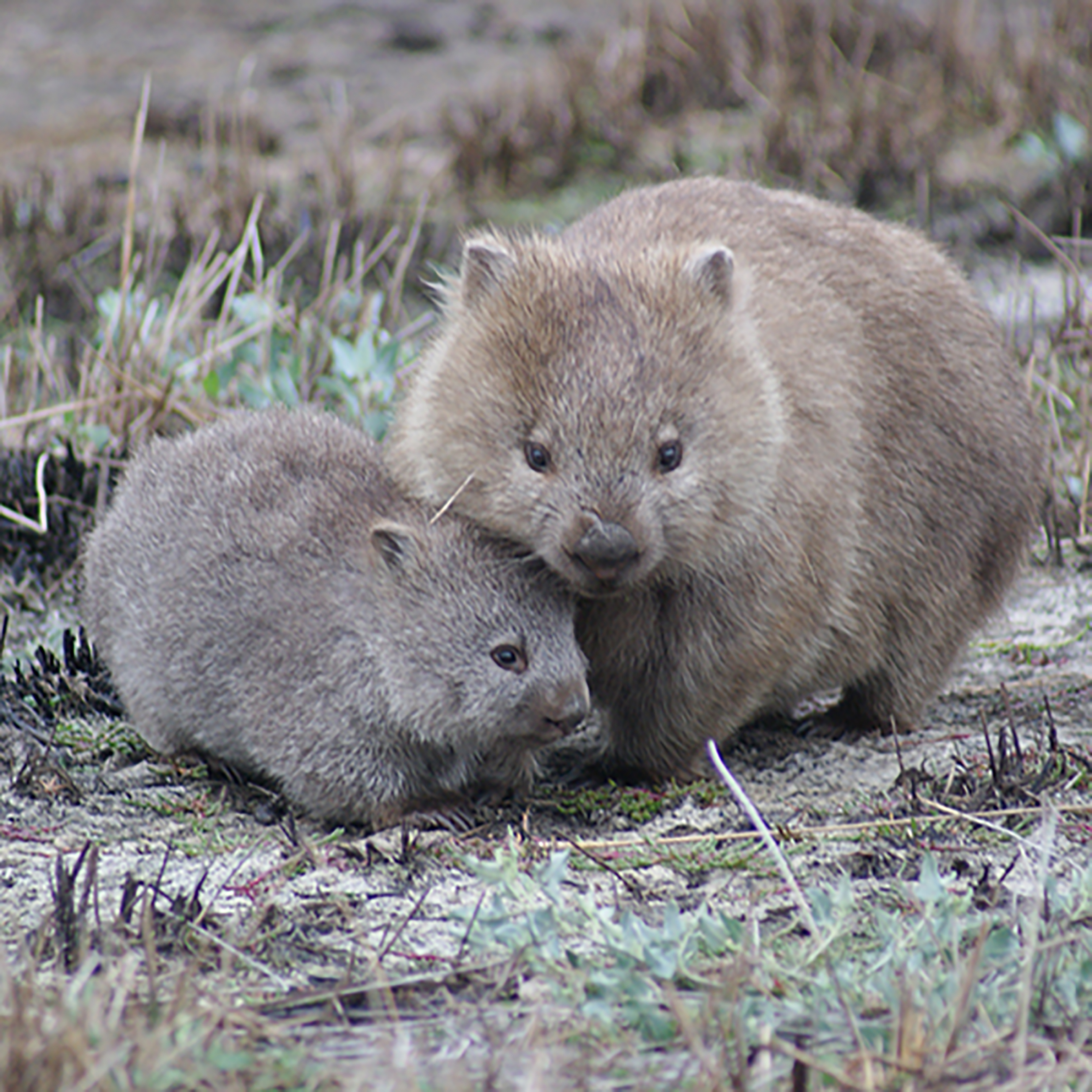 Prostate cancer is a common type of cancer in men, according to the mayo clinic. Studying Wombats' Cubic Poop | School of Biological