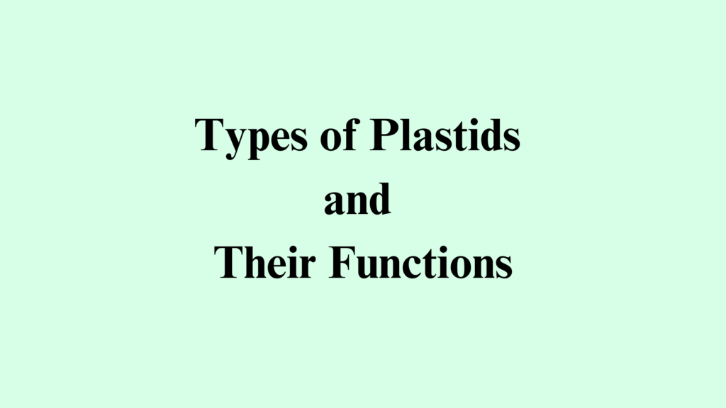 Types of plastids and their functions