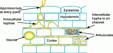 myco-cell-wall