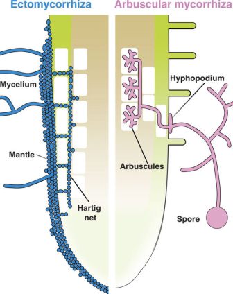 myco-root