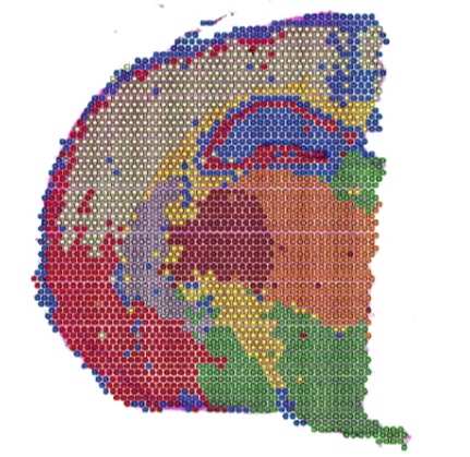 Spatial Rna Lawson Lab - Gorgeous Colorful Picture - Mobile