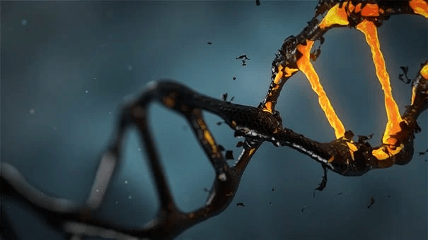 Nucleotide Excision Repair Factor-XPG