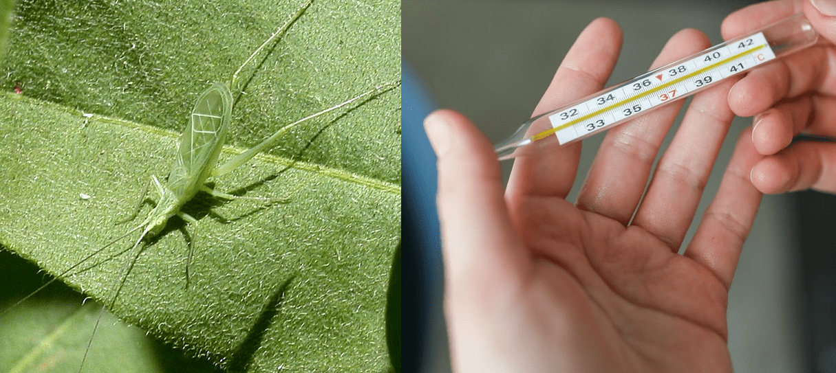 The Cricket Thermometer- External Temperature Predictor