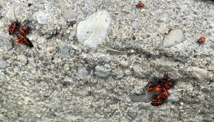 image of Beetle infestation