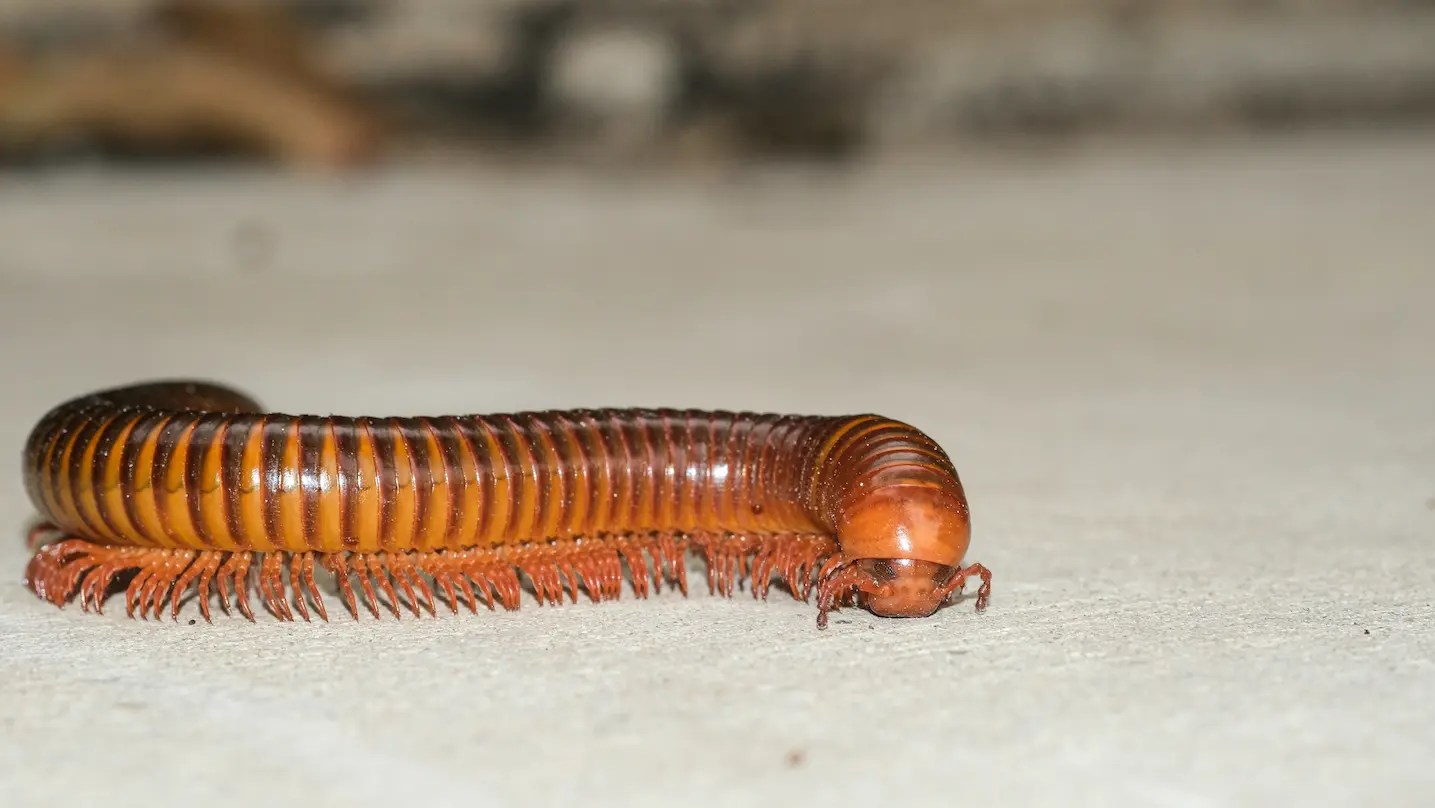 millipede walking on floor in a home