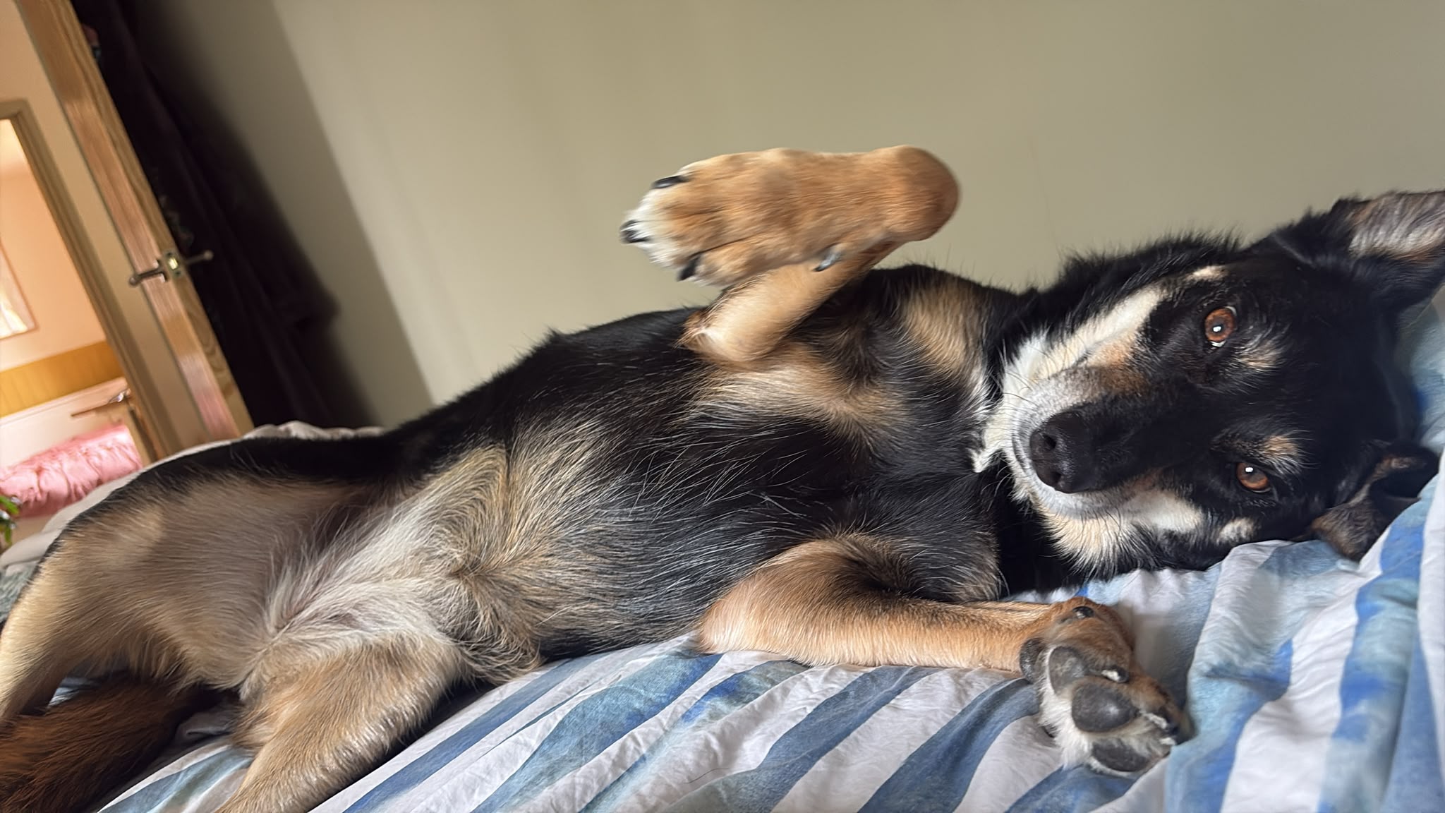 Poppy lies on her back on a blue and white striped bed, looking towards the camera with one paw in the air.