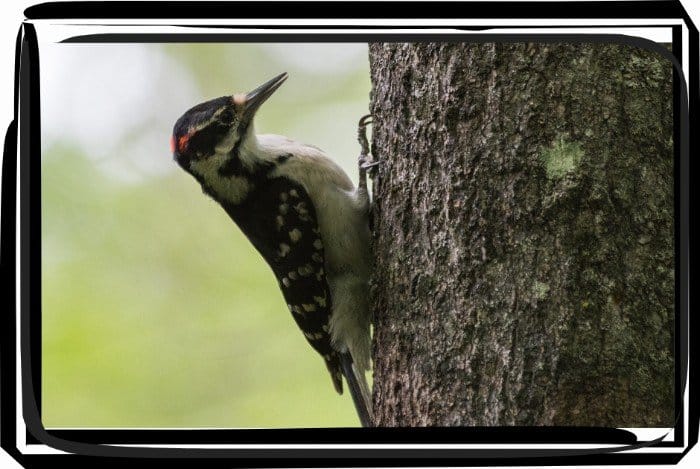 Black and white birds in michigan