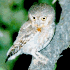 Photograpgs Of Elf Owls And The Many Birds On The Arizona Desert And Other Parts Of The State