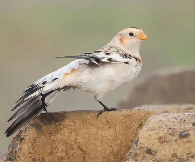 Black and white birds in michigan: 27 stunning species