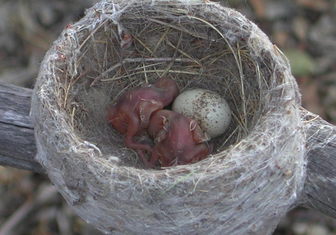 Bird egg predators: top threats every bird watcher should know