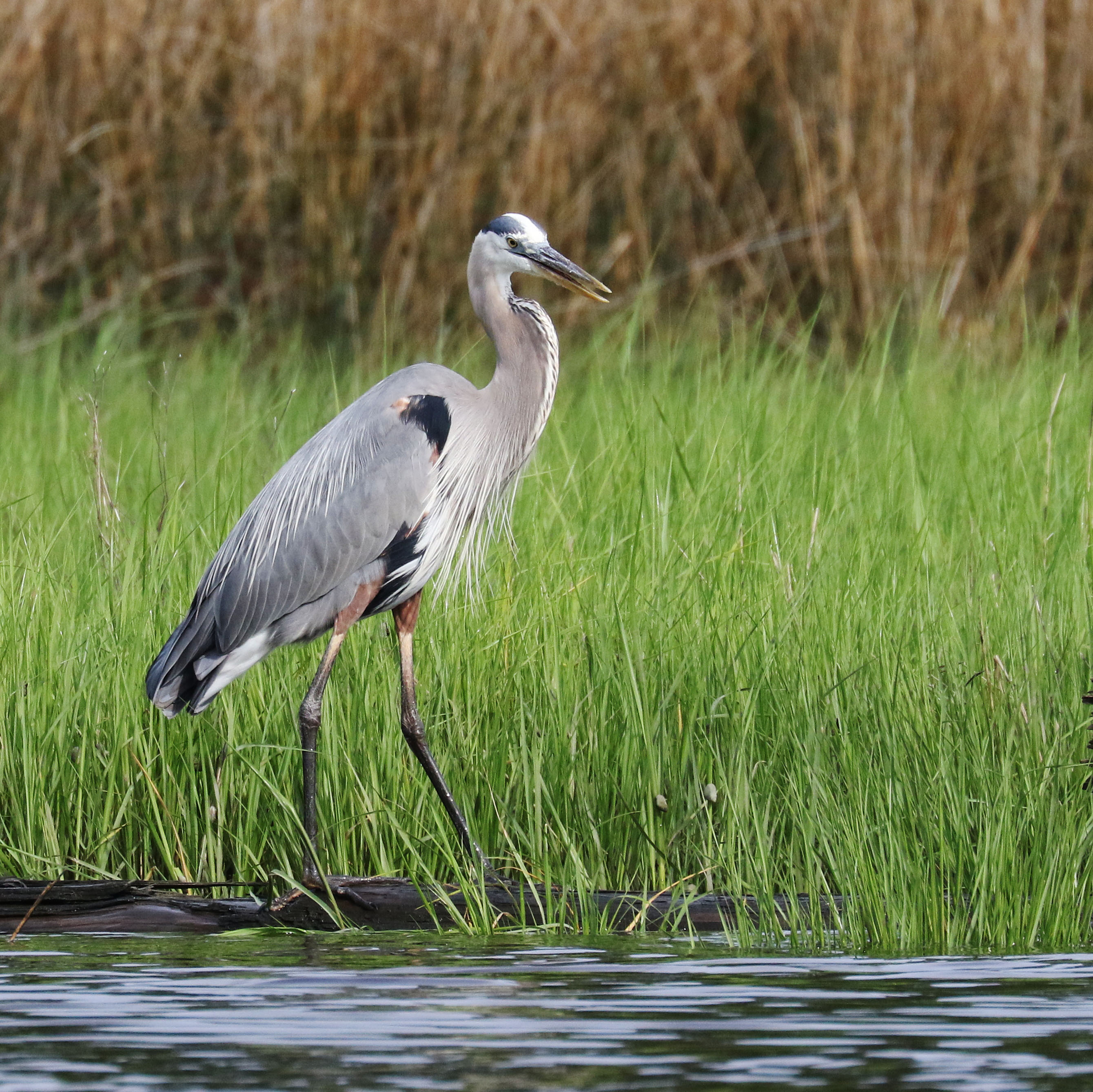 Great Blue Heron