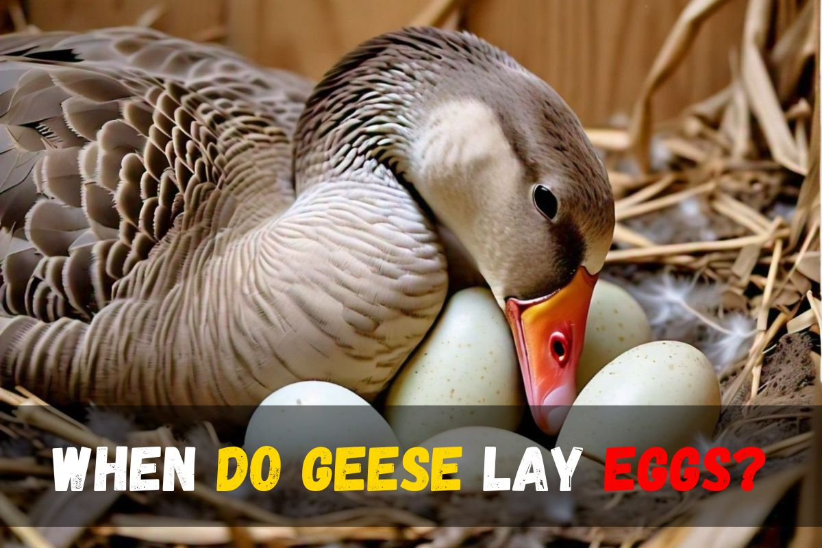 When do geese lay eggs? unveiling nature's reproductive secrets