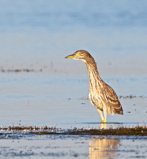 American Bittern