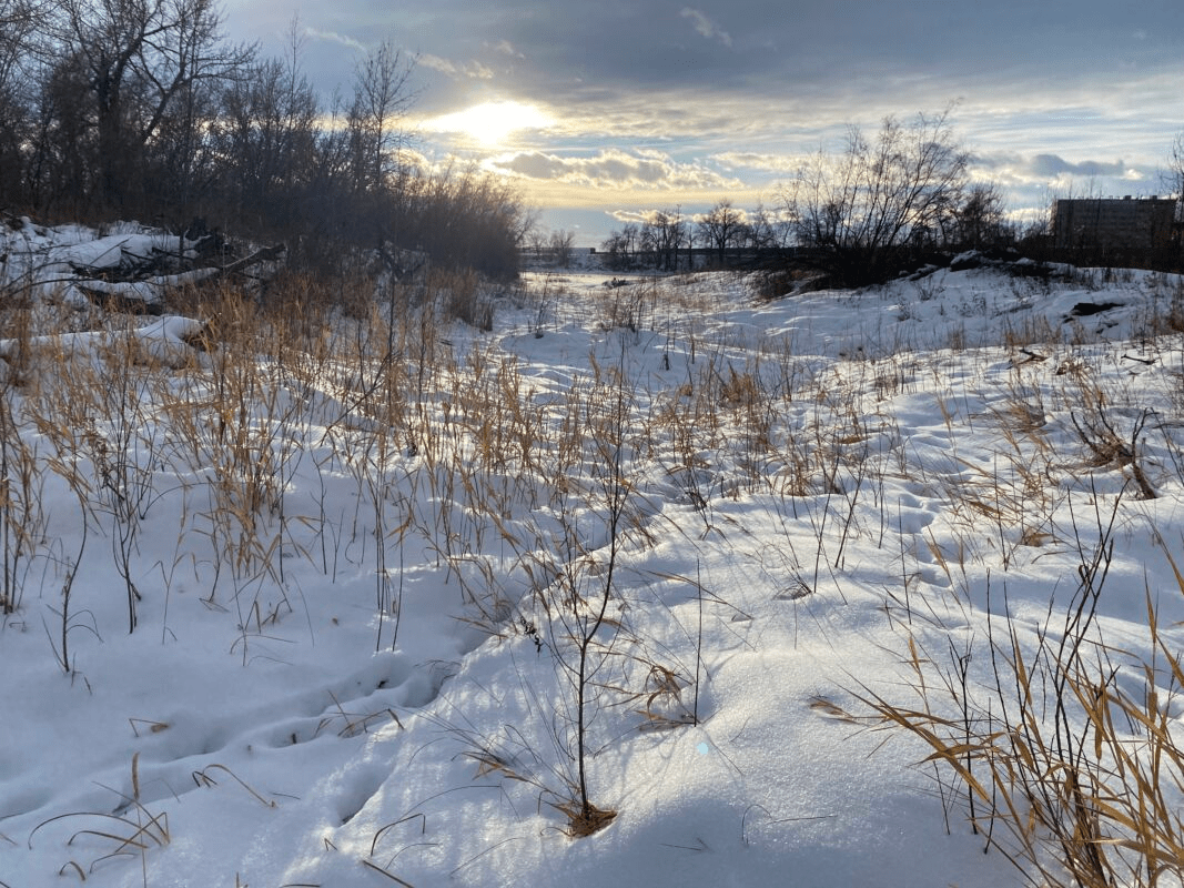 Christmas Bird Count