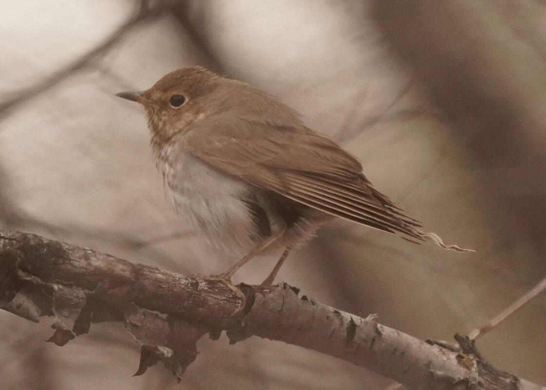 Swainson's Thrush