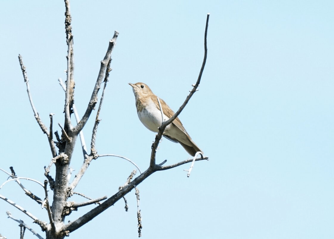 Veery