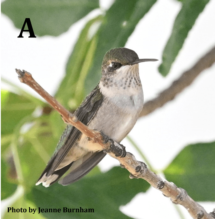 Ruby-throated Hummingbird