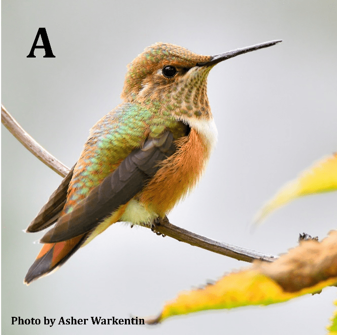 Rufous Hummingbird