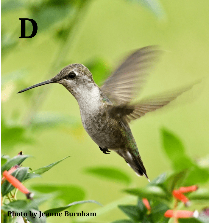 Black-chinned Hummingbird