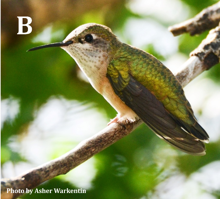 Calliope Hummingbird