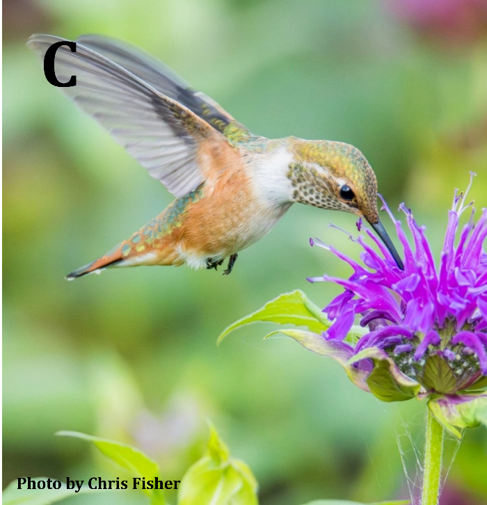 Rufous Hummingbird