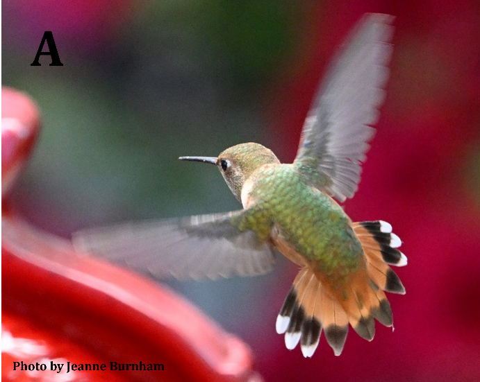 Rufous Hummingbird