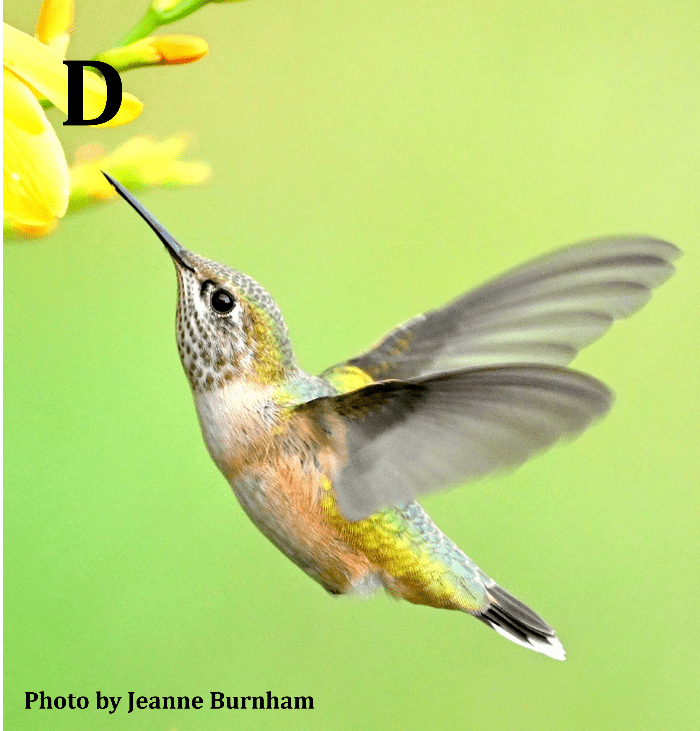 Calliope Hummingbird