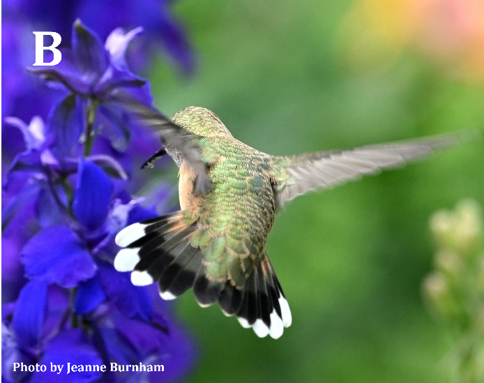 Calliope Hummingbird