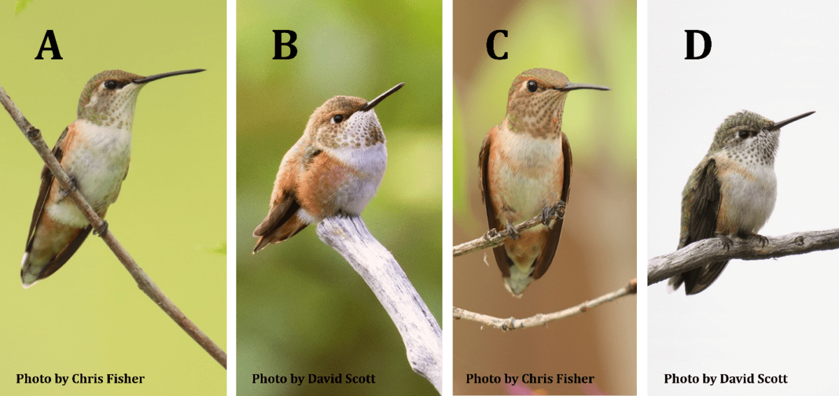 Rufous and Calliope Hummingbirds