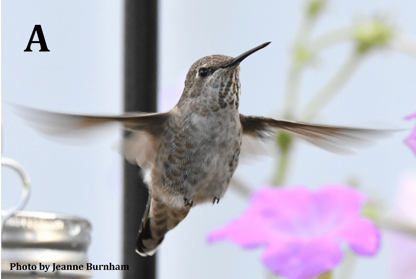 Anna's Hummingbird