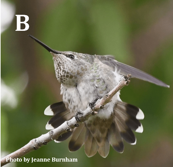 Anna's Hummingbird