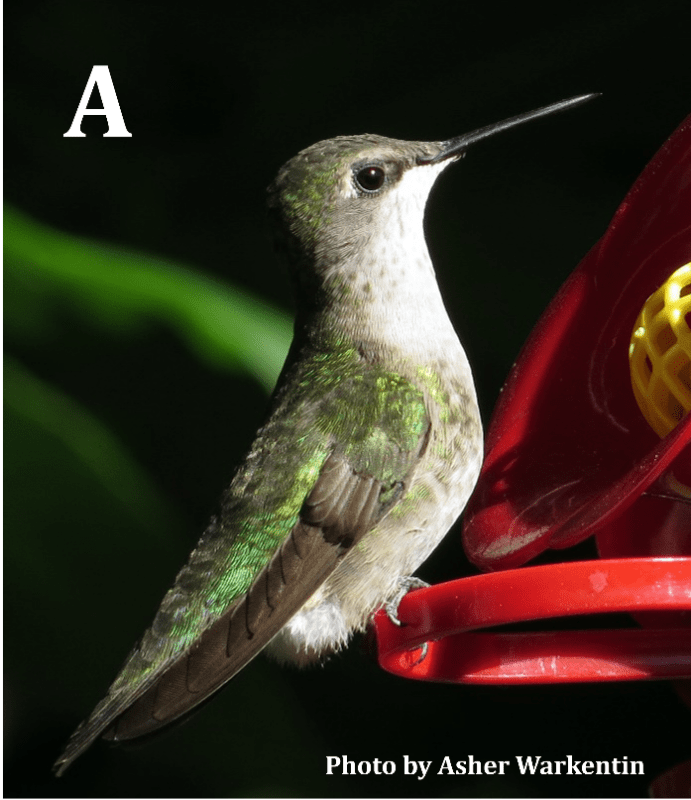 Ruby-throated Hummingbird