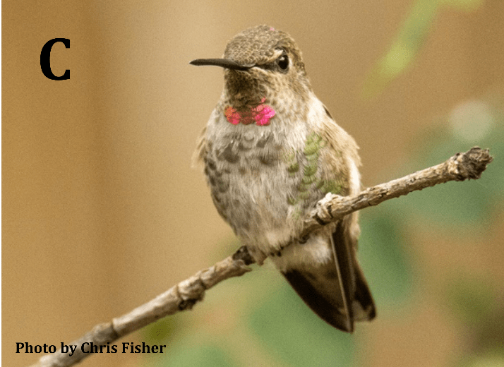 Anna's Hummingbird