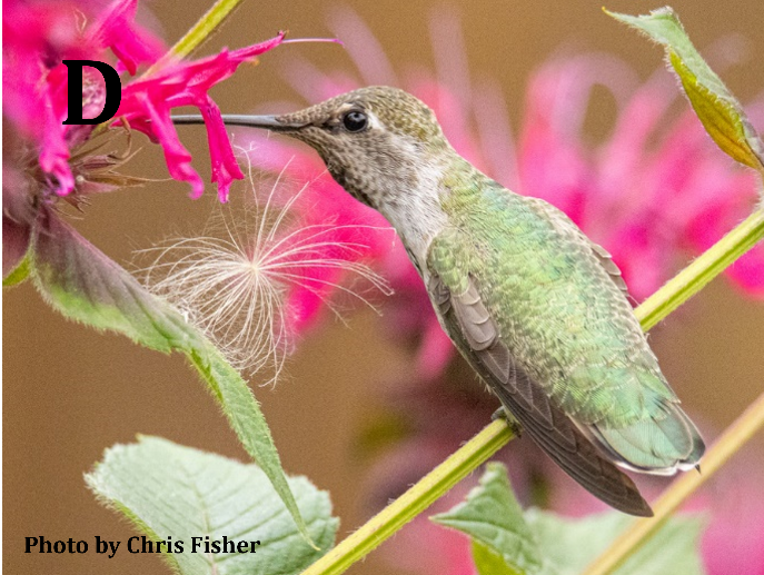 Anna's Hummingbird