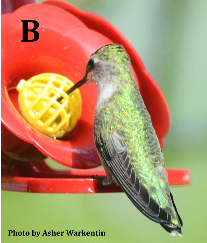 Black-chinned Hummingbird