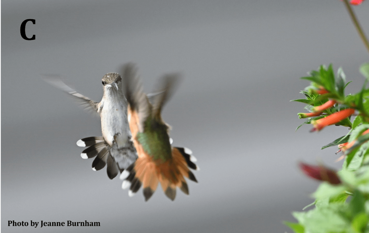 Ruby-throated and Rufous Hummingbird