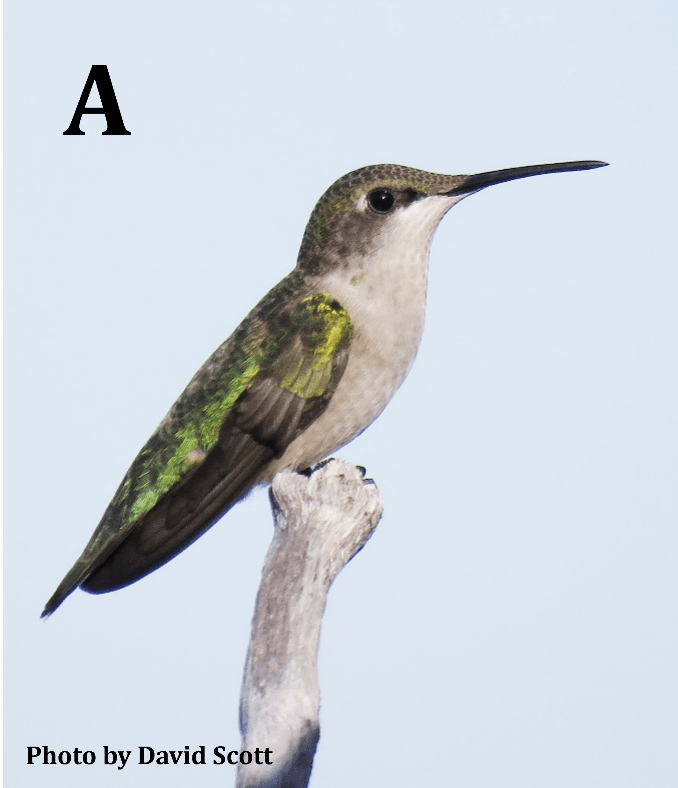 Ruby-throated Hummingbird