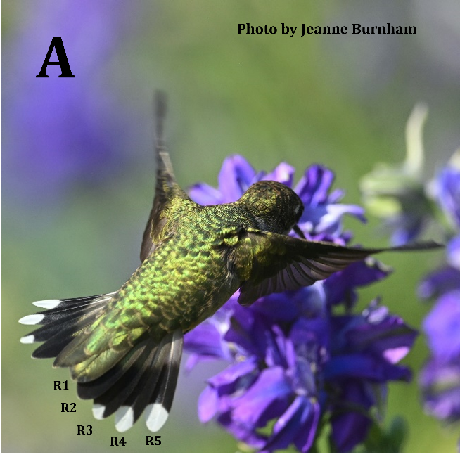 Ruby-throated Hummingbird