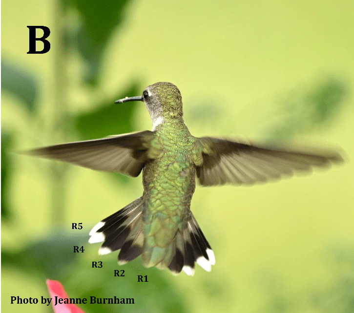Black-chinned Hummingbird