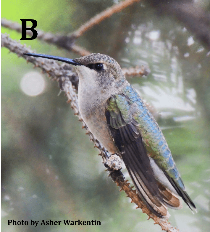 Black-chinned Hummingbird
