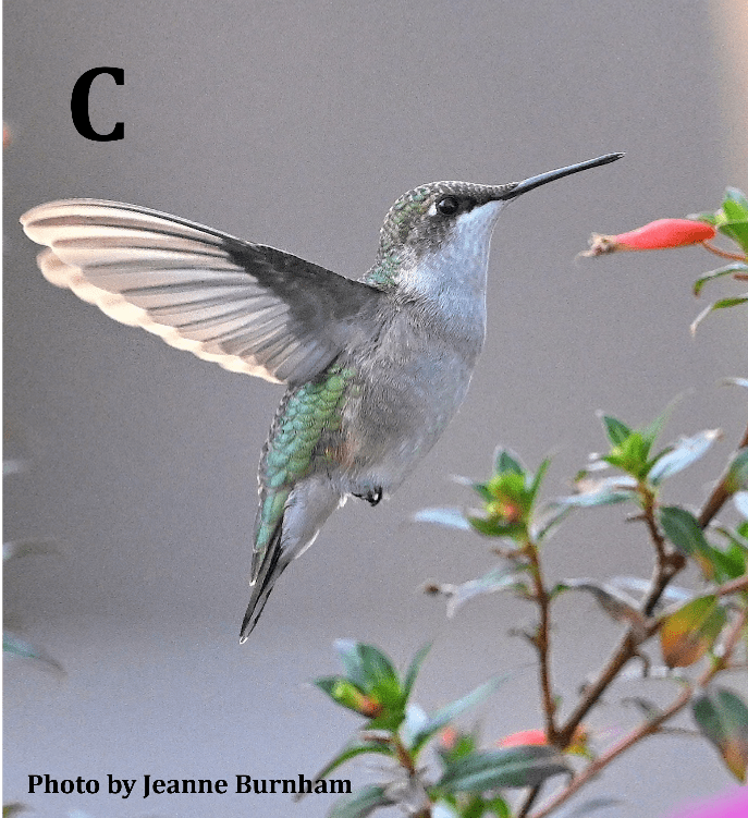 Ruby-throated Hummingbird