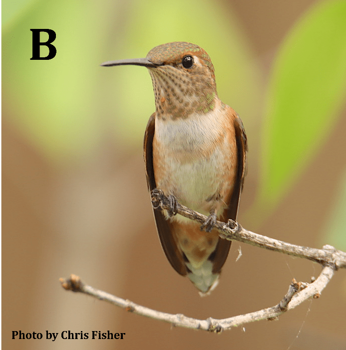 Rufous Hummingbird