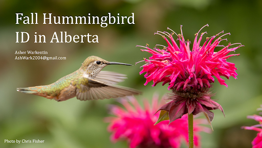 Hummingbird