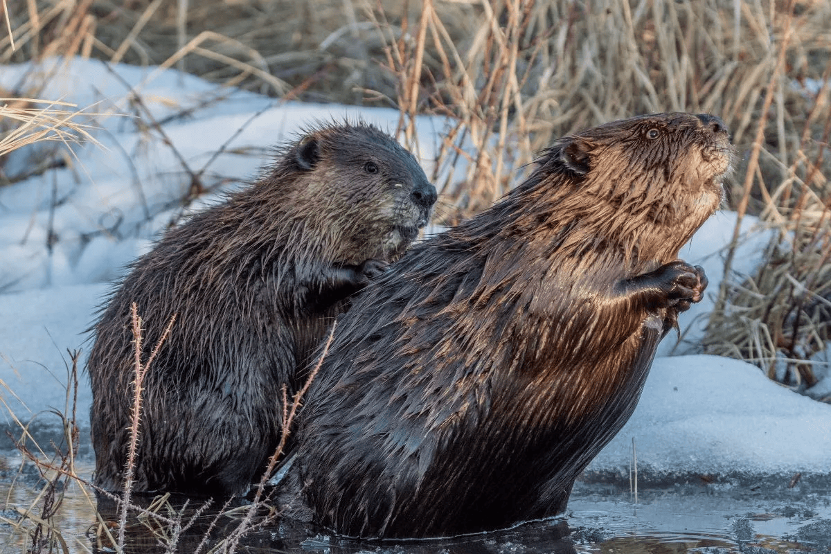Beaver