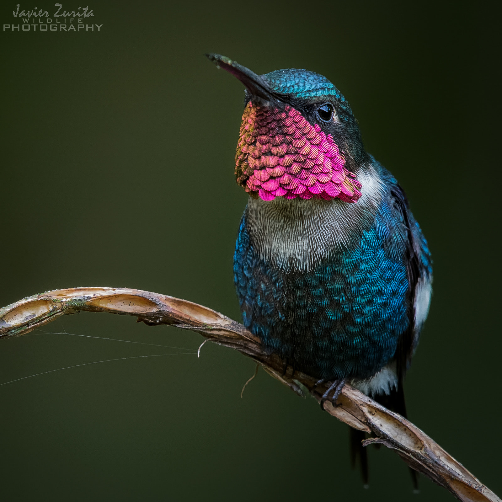 Rumbito Diminuto/Gorgeted Woodstar/Chaetocercus heliodor (CE) | Birds ...