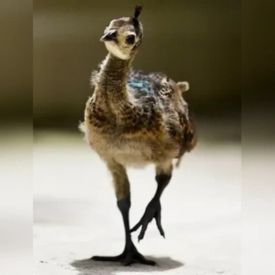 Peachicks