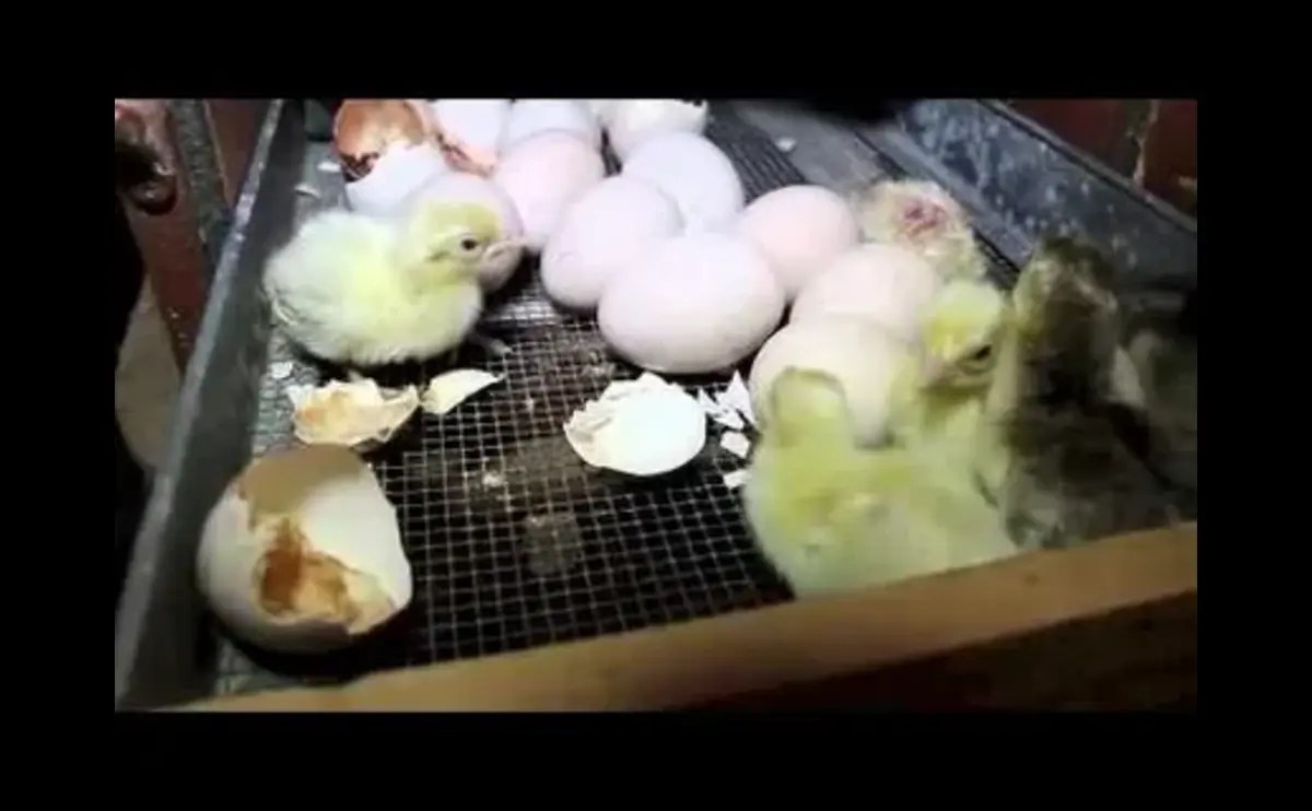 Peacock Eggs Hatching Time